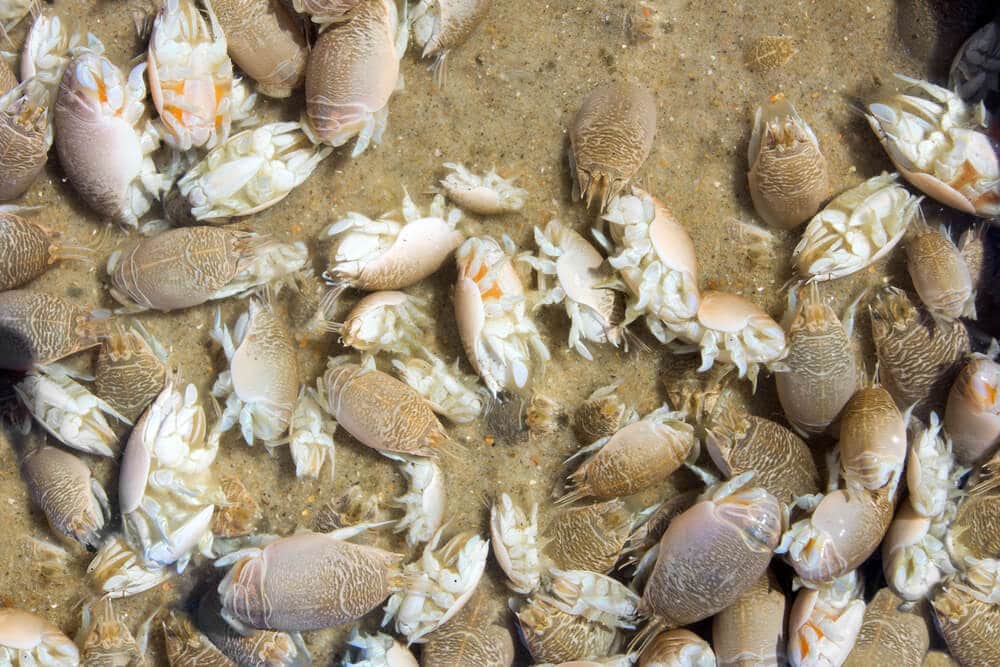 How Long Do Sand Flea Bites Last The Facts You Need to Know 1 How Long Do Sand Flea Bites Last The Facts You Need to Know 1