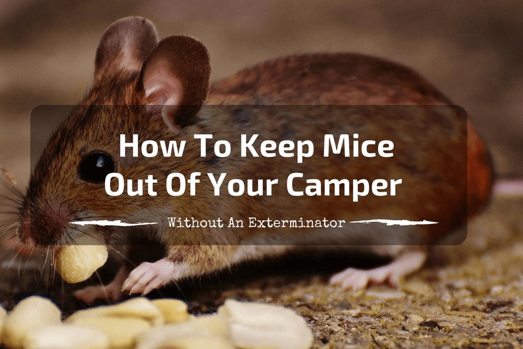 How To Keep Mice Out Of Your Camper Without Calling The Exterminator