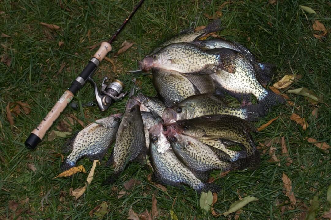 How To Catch Crappie Tips and Tricks 2