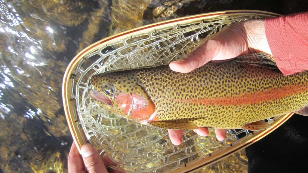 Fly-Fishing-for-beginners-3