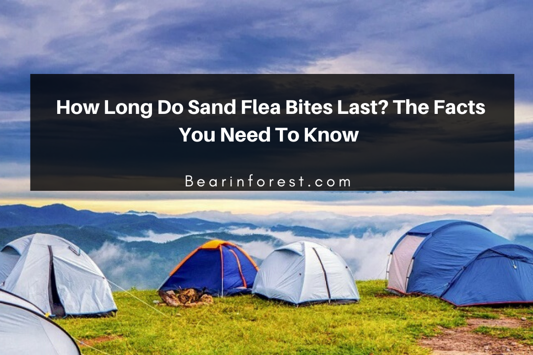 Top 7 Camping Essentials - Bearinforest