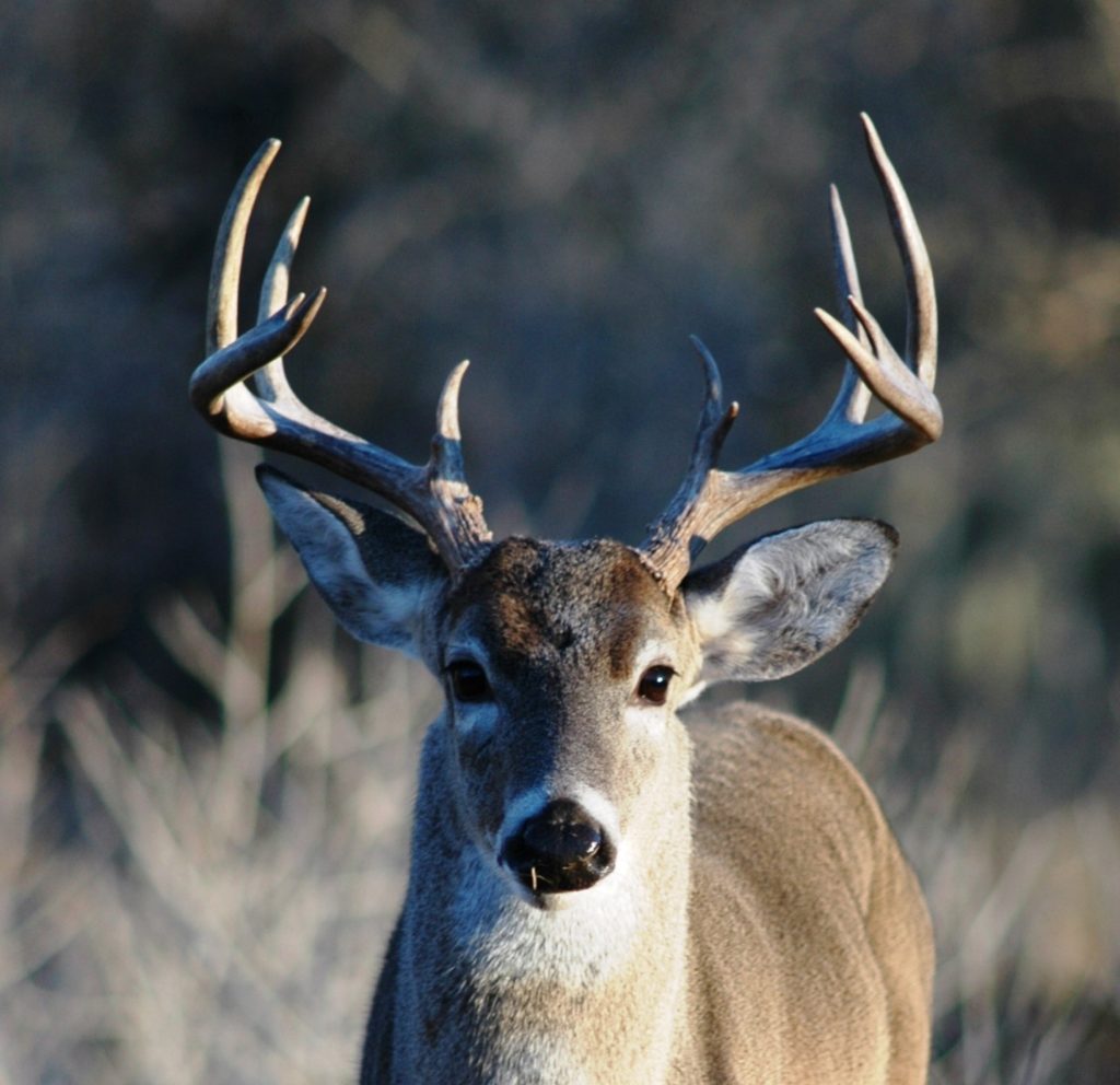 Whitetail Deer Hunting Tips Find the Right Guides in Ohio 2