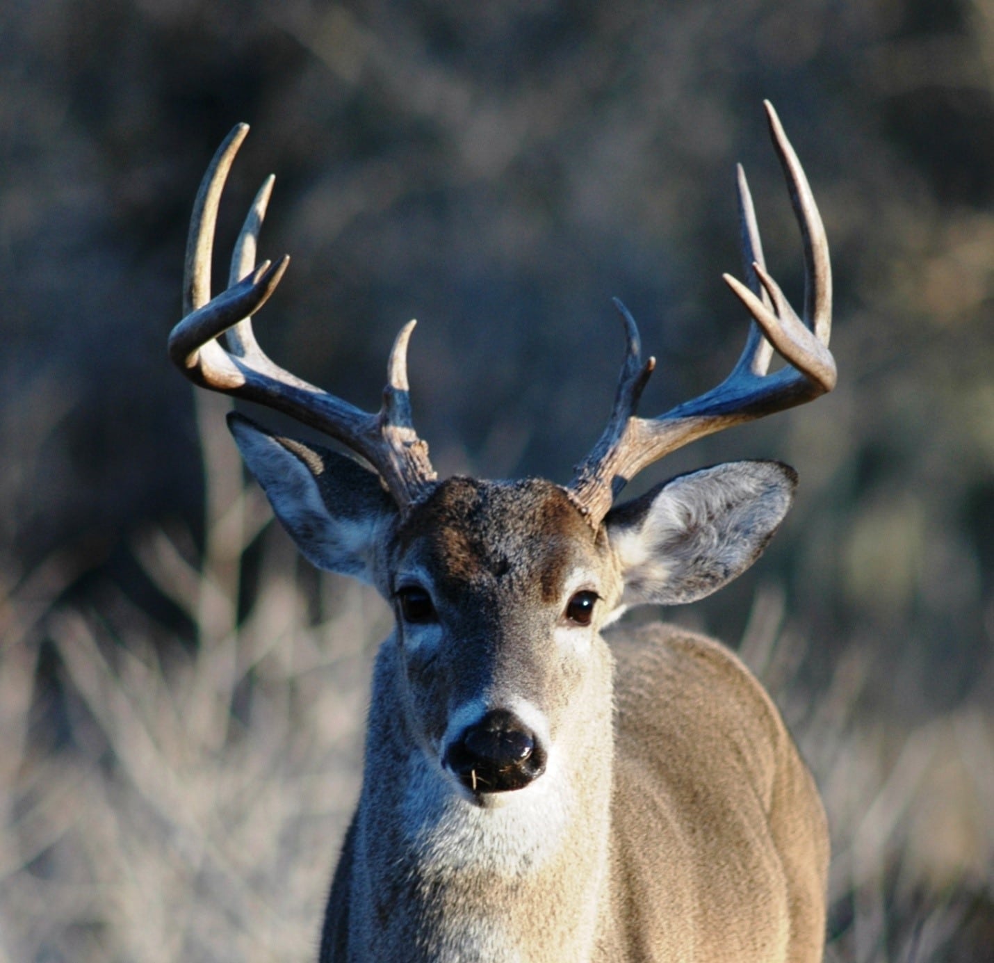 whitetail deer hunting guides