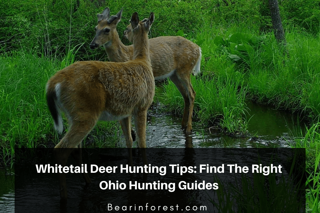 Whitetail Deer Hunting Tips Find the Right Ohio Hunting Guides Bearinforest
