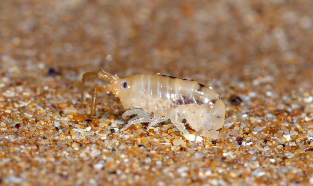How Long Do Sand Flea Bites Last? The Facts You Need To Know
