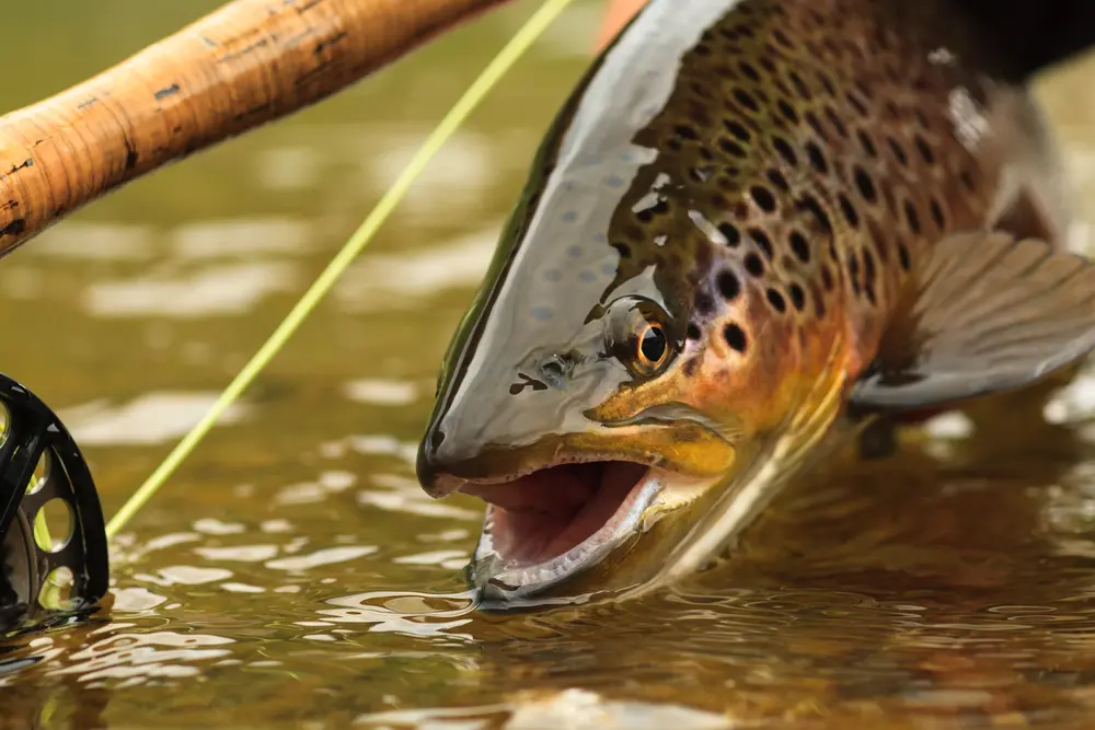 Fly Fishing Essentials: The Ultimate Guide