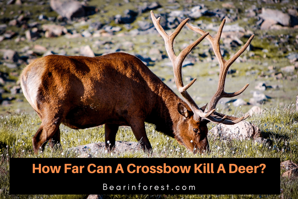 How Far Can A Crossbow Kill A Deer? Bearinforest