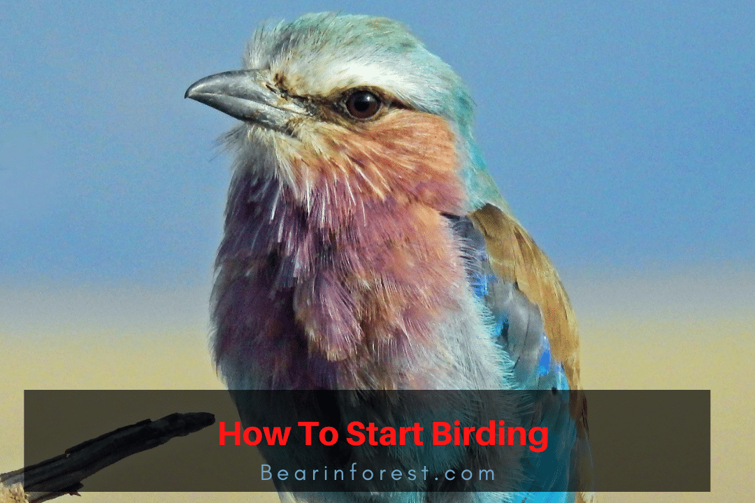 How To Start Birding - Bearinforest